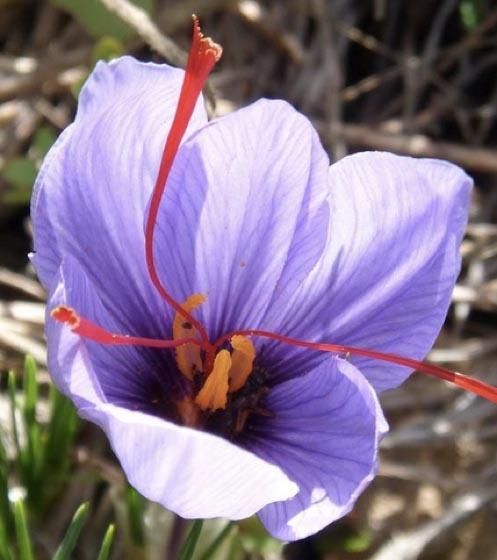 fiore sativus