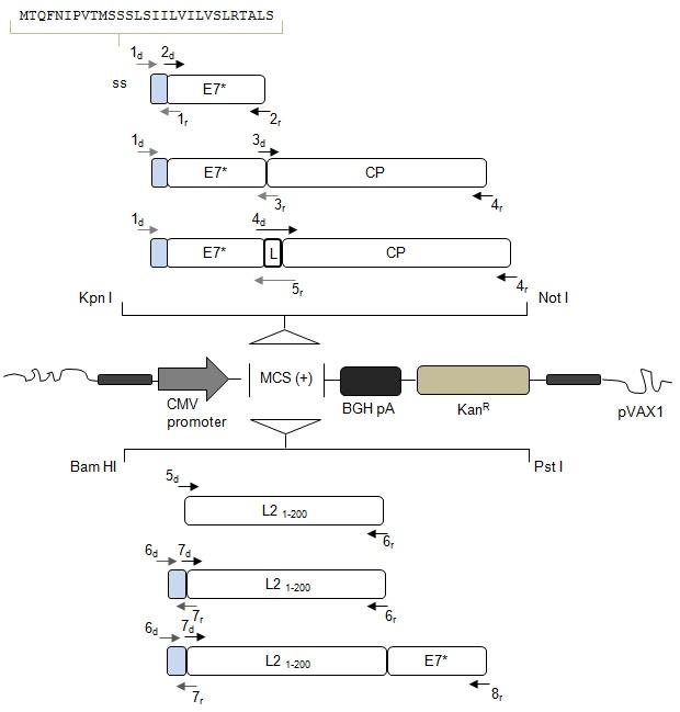 diagramma