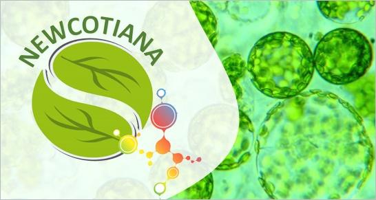 newcotiana