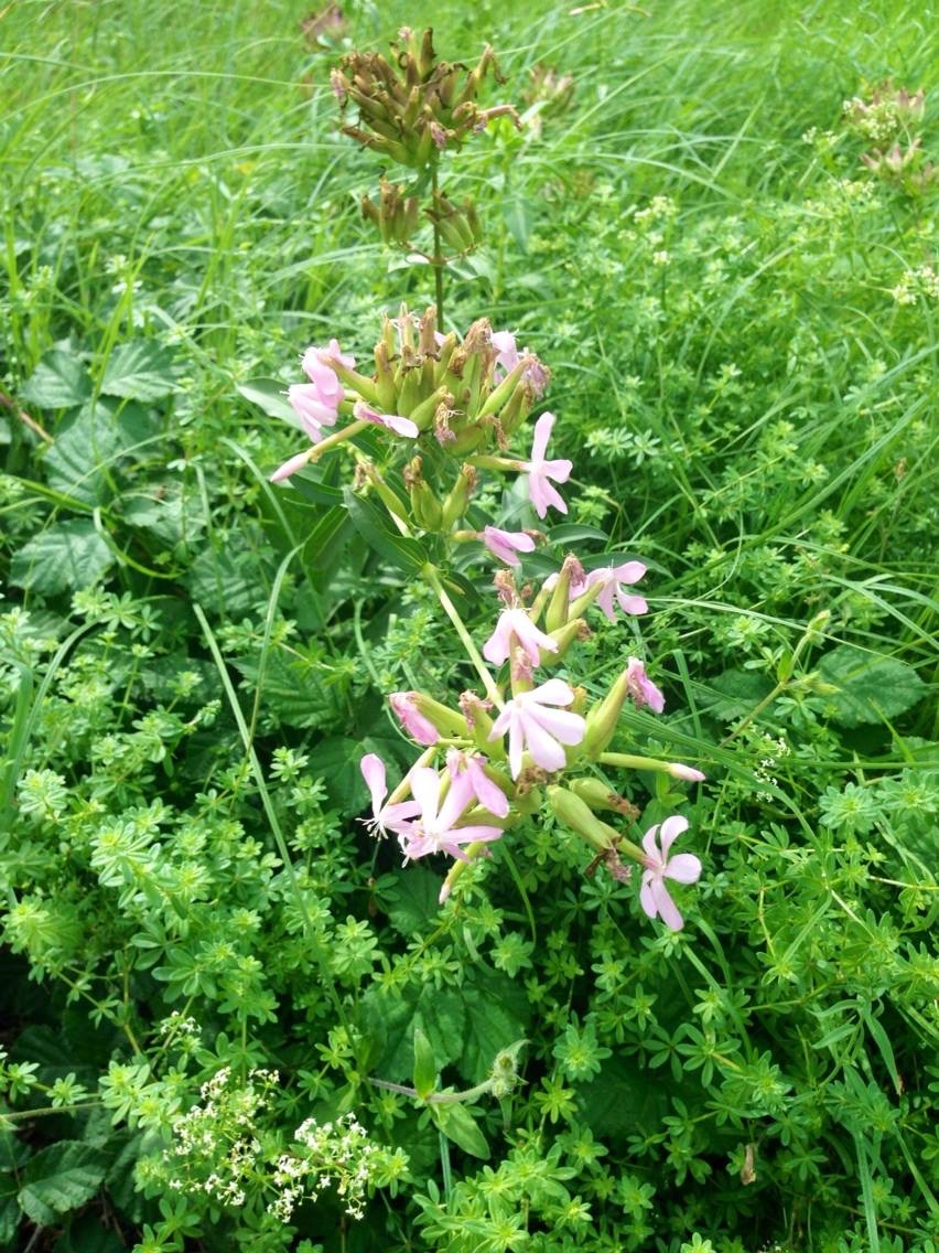saponaria officinalis