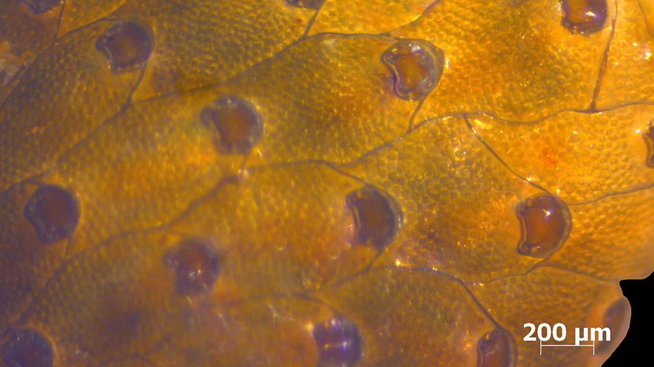 watersipora arcuata