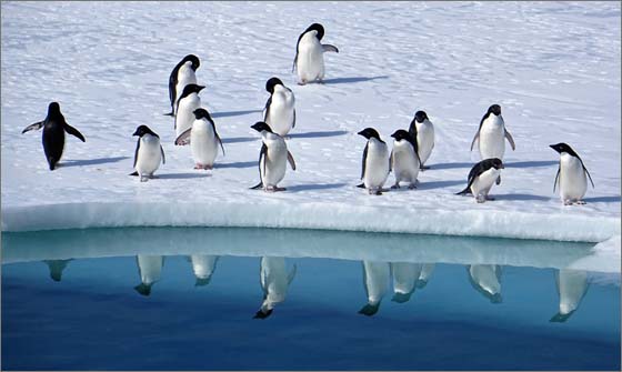 Pinguini in Antartide