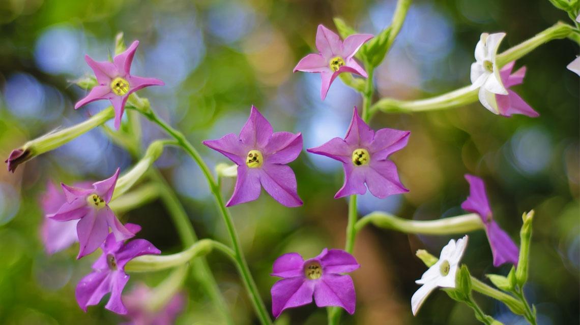 fiori di tabacco con in evidenza le crocine