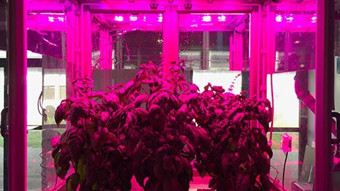 coltivazione piante indoor