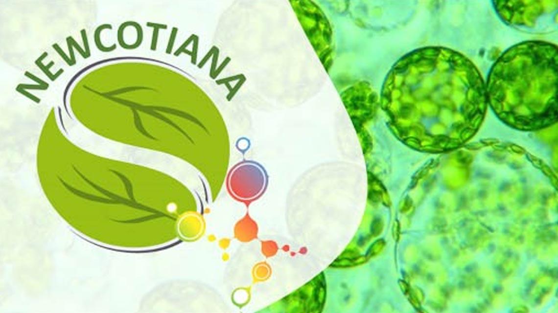 newcotiana consorzio
