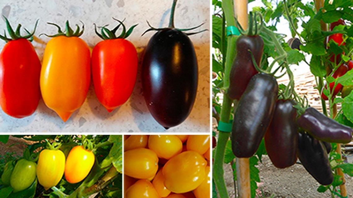 varietà pomodori san marzano