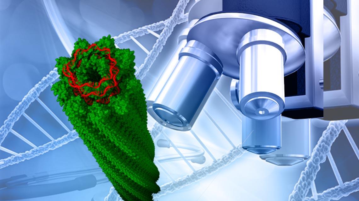 Microscopio e potato virus ingrandito