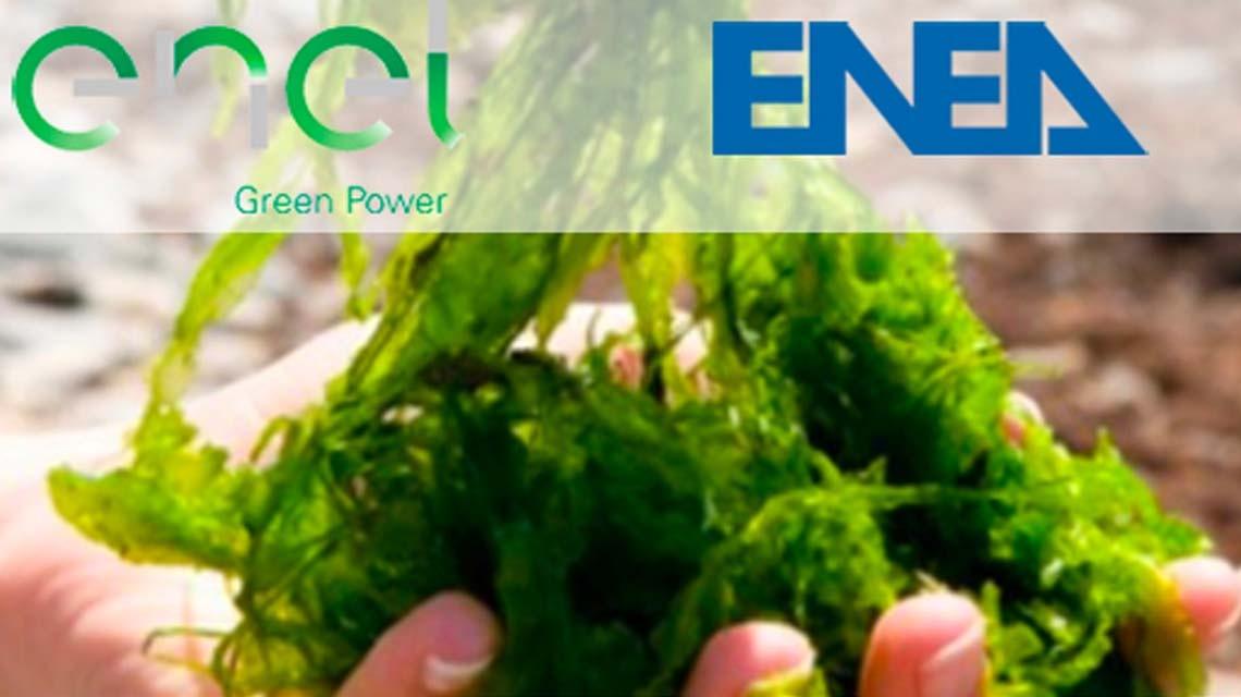 ENEA GREEN POWER pianta spiruliina