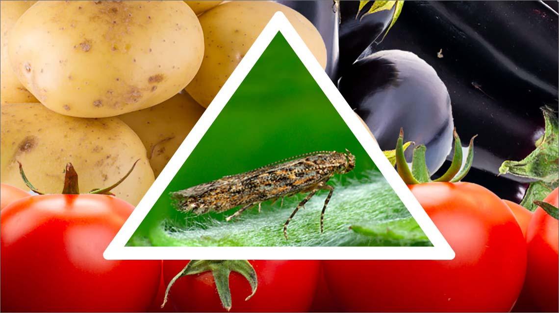 insect invasion on eggplant potatoes and tomatoes