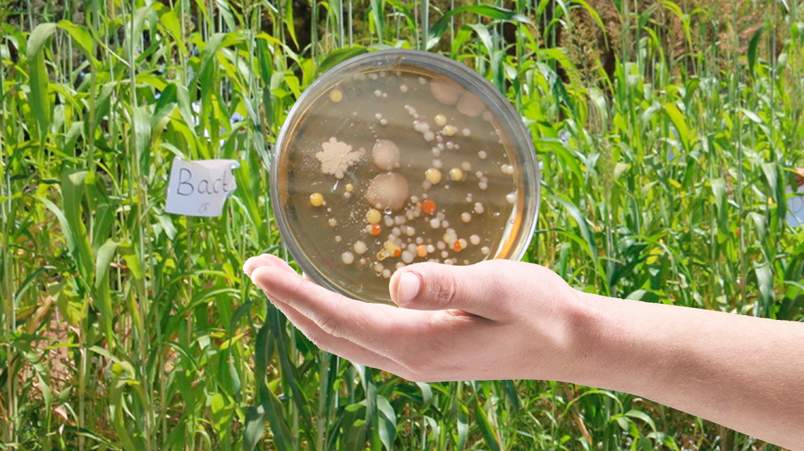   fertilizer bacteria environmental sustainability