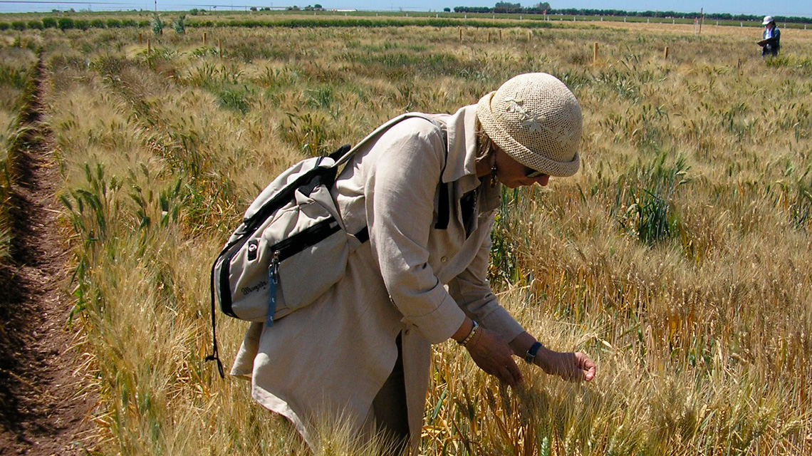 La ricercatrice ENEA Patrizia Galeffi al CIMMYT (Messico), durante il lavoro di valutazione della sperimentazione di varietà di grano duro in campo in condizioni di stress idrico