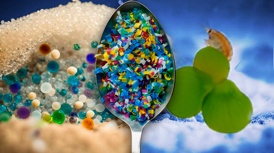 microplastics from the sea to animals and plants to food