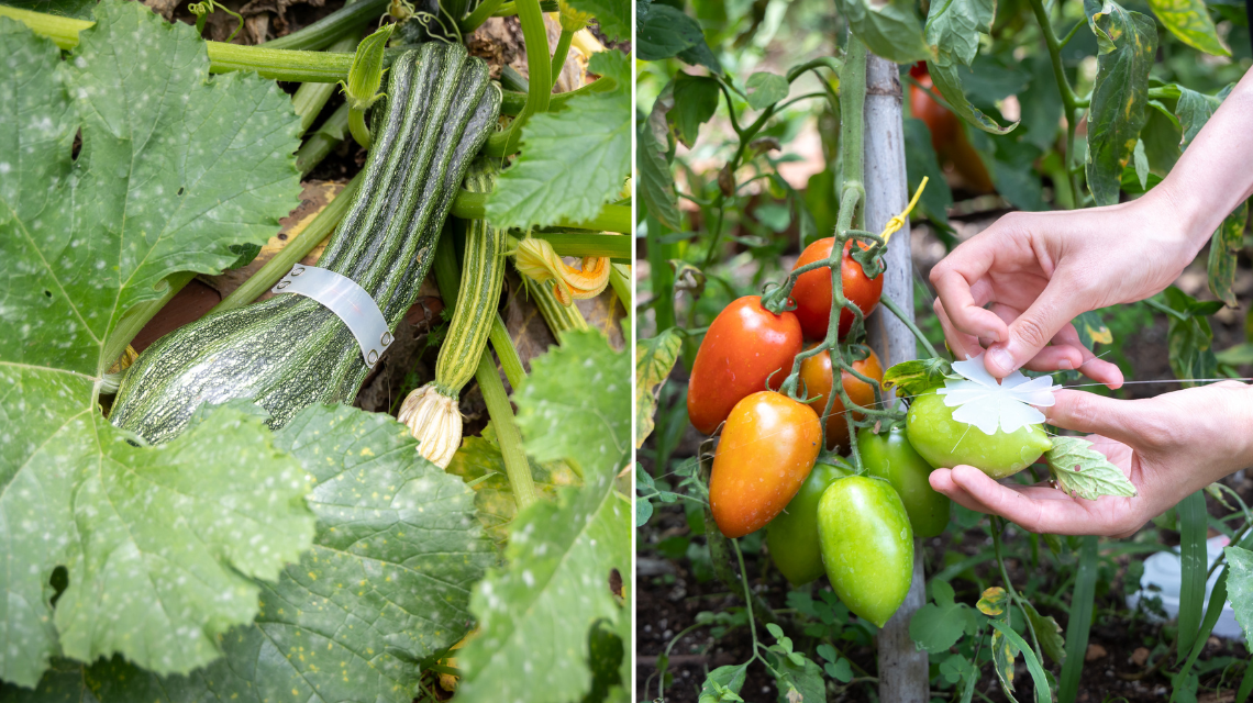 vegetables with sensor to monitor growth