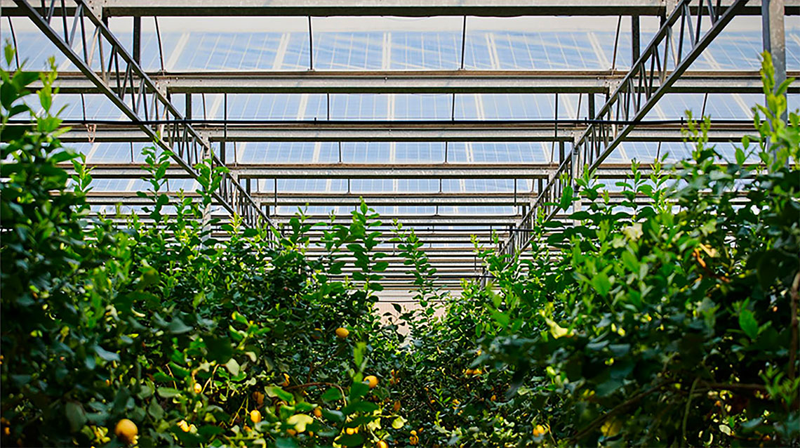 Interno serra fotovoltaica di EF Solare  nell'azienda LeGreenhouse  a Scalea con coltivazione di agrumi.