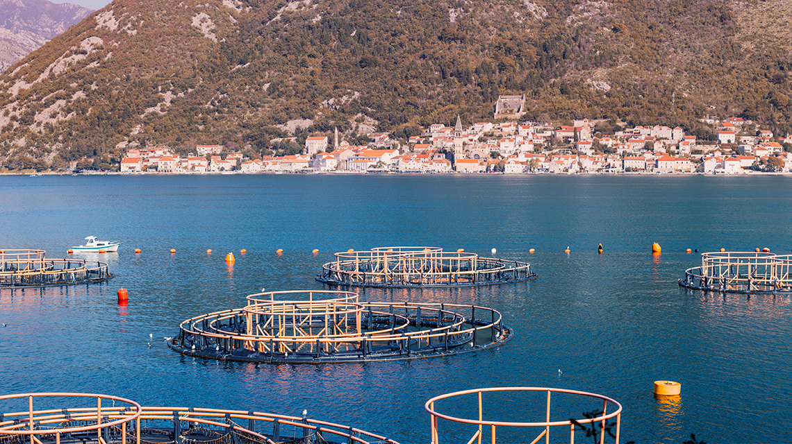 progetto Fishimpact