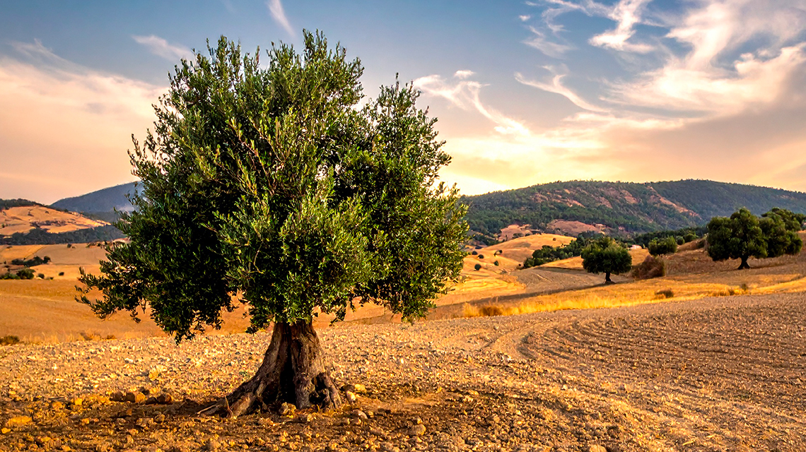 Agricoltura comunità microbiche su misura per preservare gli ulivi dalla siccità