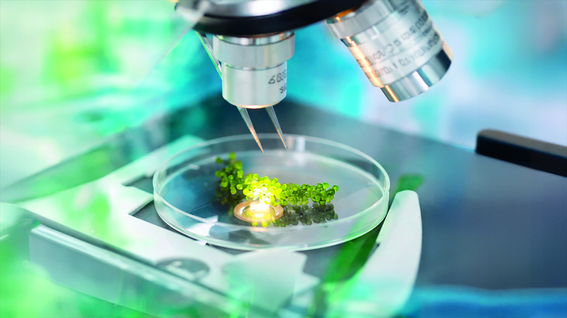 proteine al microscopio