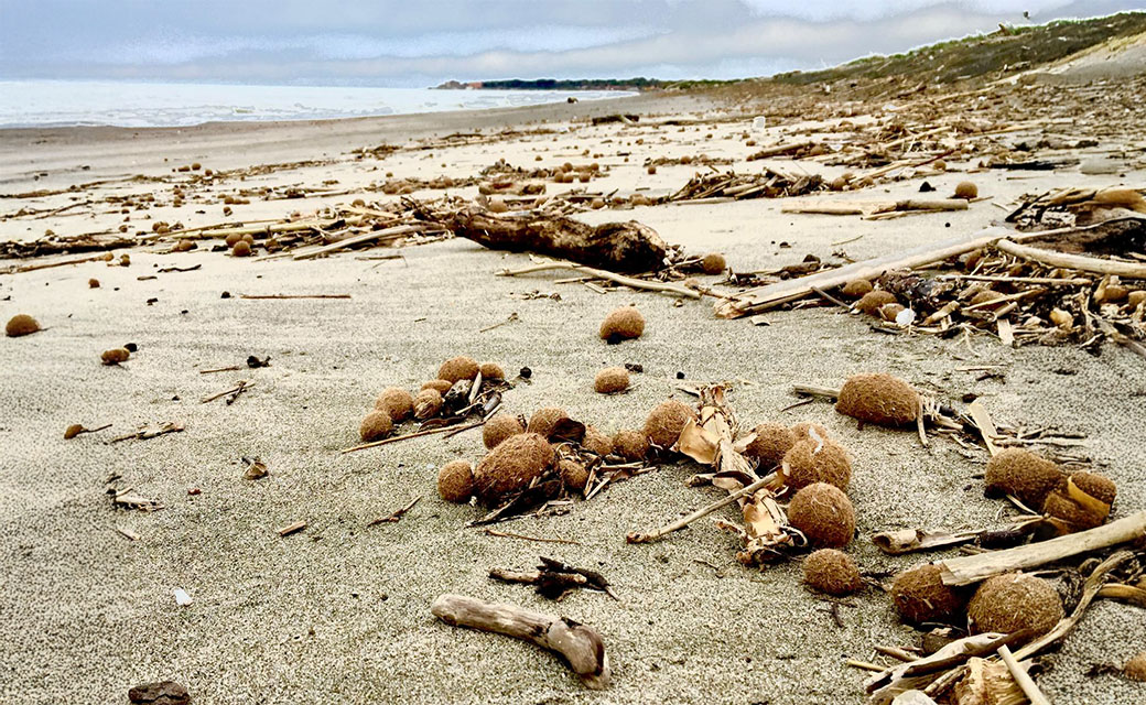 sfere di Posidonia oceanica, le Aegagropile, comunemente note come “palle di mare”, sulle spiagge del Lazio