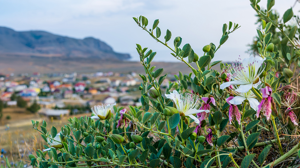 capperi di Pantelleria