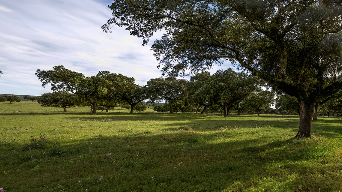 alberi di leccio