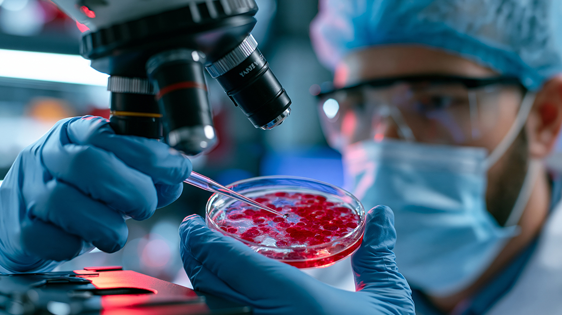 ricercatore con microscopio e vetrino con torularodina