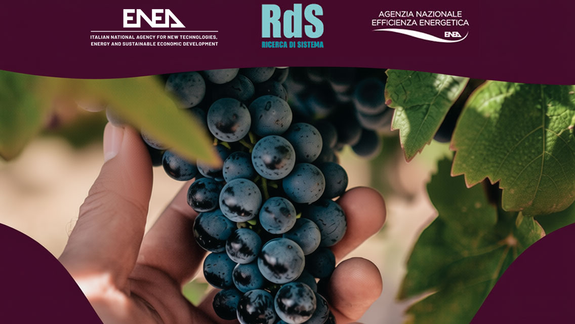 wine grapes