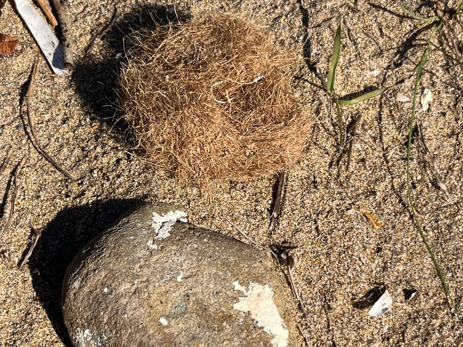 This image for Image Layouts addon