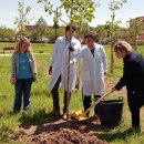 Tree planting