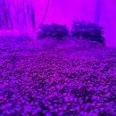 Microverdure
