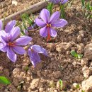 fiori di zafferano