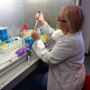 ENEA researchers Patrizia Galeffi at the ENEA laboratories during RNA extraction and purification from plant samples harvested in the field