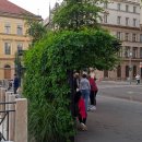 Pensilina verde a Budapest