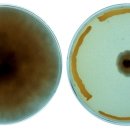 Burkholderia ambifaria