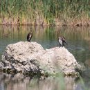 Cormorani