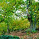 Chestnut forest