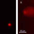 Hemocyte nuclei