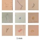 Microplastiche negli stomaci di persico