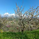 Trappole