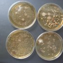 Al-Karak soil bacteria grown on plate
