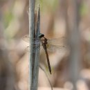 Libellula