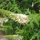 infiorescenze di buddleja davidii