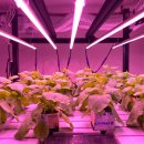 Vertical Farm