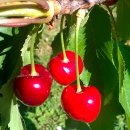 Ciliege