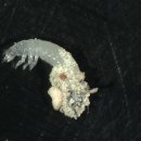 Larva neonata
